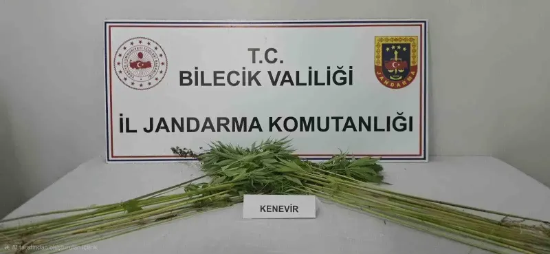 Bilecik Pazaryeri İlçesinde Ekili Halde Kenevir Bitkisi Bulundu