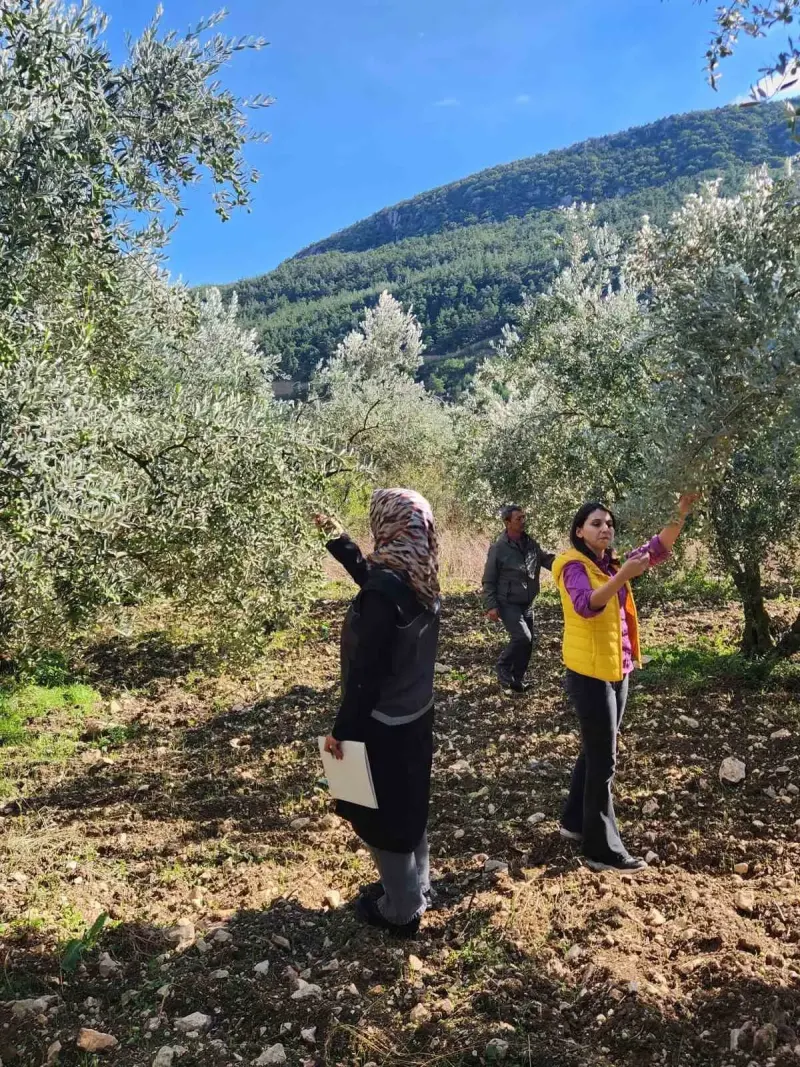 Bilecik'te Zeytin Ve Zeytinyağı Rekoltesi İçin Saha Çalışmaları Başlatıldı