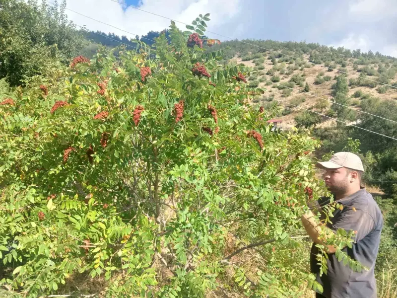 Kahramanmaraş'ta Geleneksel Sumak Hasadı Başladı