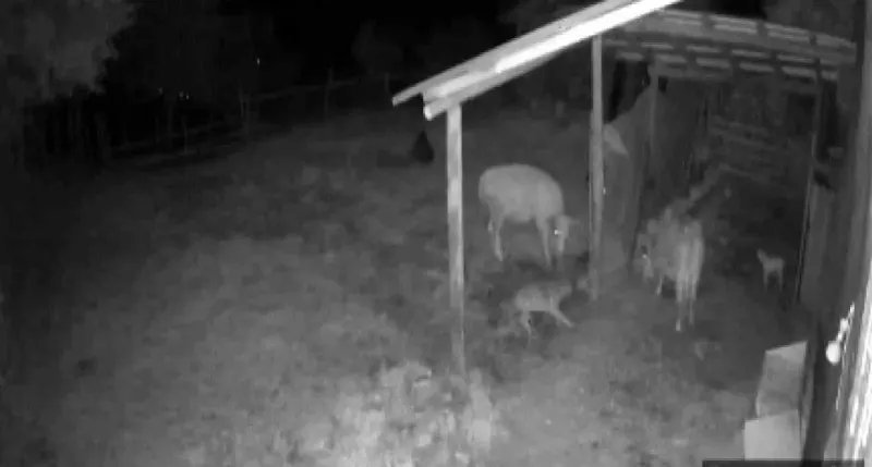 Safranbolu'da Kurt Sürüsü Köye İndi, Köylüler Gece Nöbetine Başladı