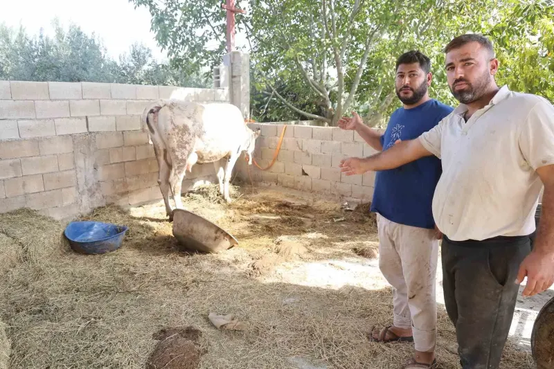 Hatay'ın Kırıkhan İlçesinde SAT-1 Şap Hastalığı Hayvanları Telef Etti