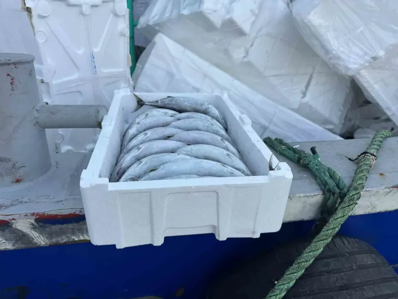 Karadeniz'de Palamut Fiyatı Düşerken Köpük Kasa Fiyatı Üçe Katladı