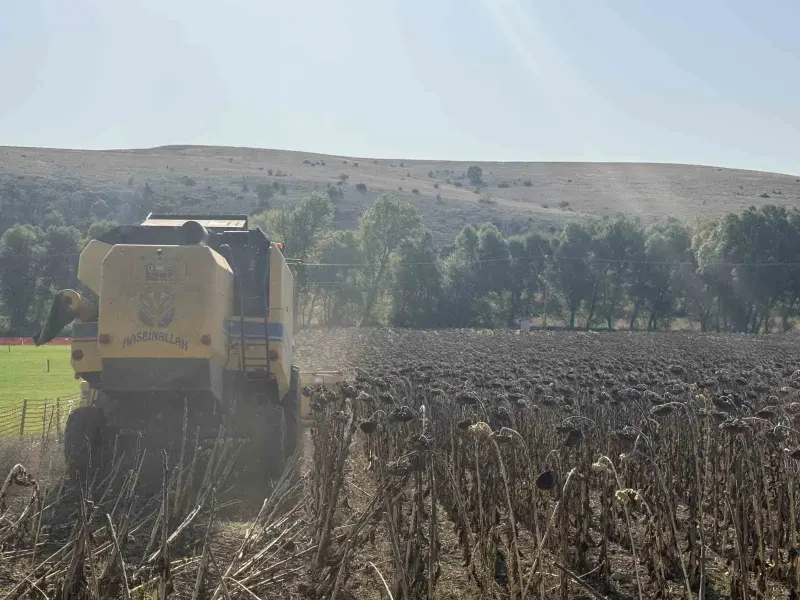 Çorum'da Atıl Arazide Yetiştirilen Ayçiçeklerin Hasadı Gerçekleştirildi