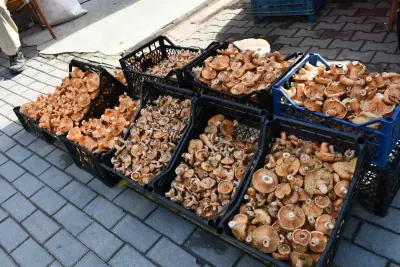 Vezirköprü'de Kanlıca Mantarı Tezgahları Süslemeye Başladı