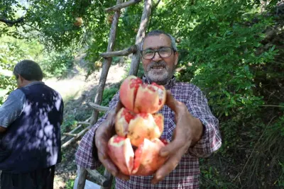 Adana Kozan'da Coğrafi İşaretli Kuytucak Narında Hasat Heyecanı