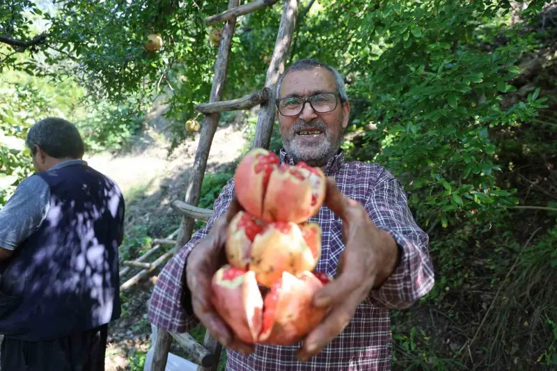 Adana Kozan'da Coğrafi İşaretli Kuytucak Narında Hasat Heyecanı