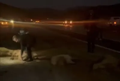 Hakkari'de Koyun Sürüsüne Çarpan Otomobilde Can Pazarı: 20 Hayvan Telef Oldu