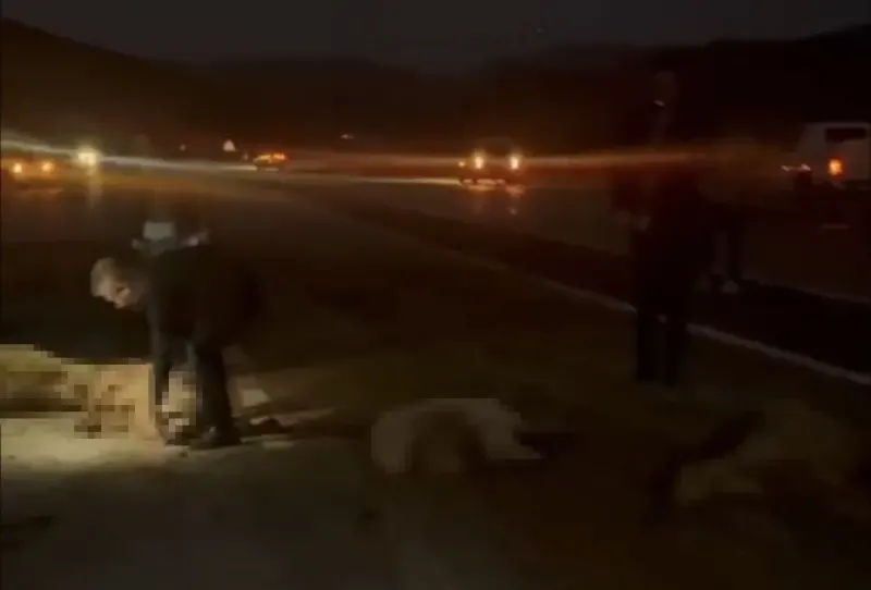 Hakkari'de Koyun Sürüsüne Çarpan Otomobilde Can Pazarı: 20 Hayvan Telef Oldu